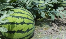 大西瓜 视频,揭秘西瓜种植与收获的奇妙之旅